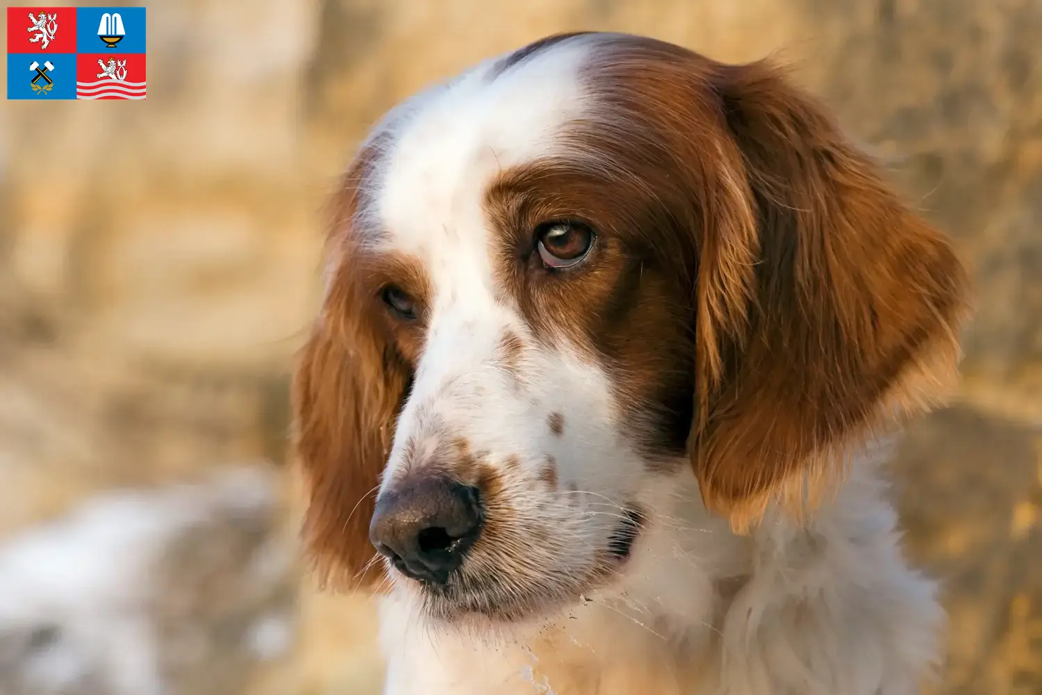 Irish Red and White Setter puppies and breeders Karlsbad Here you can find Irish Red and White Setter breeders in Karlsbad.