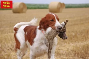 Read more about the article Irish Red and White Setter breeders and puppies in Normandy