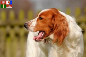 Read more about the article Irish Red and White Setter breeders and puppies in South Bohemia