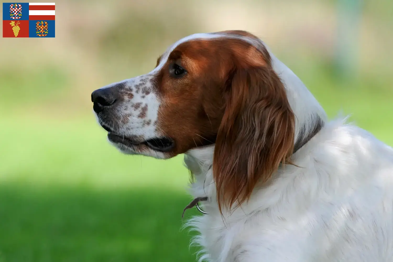 Irish Red and White Setter puppies and breeders South Moravia Find Irish Red and White Setter breeders in South Moravia.