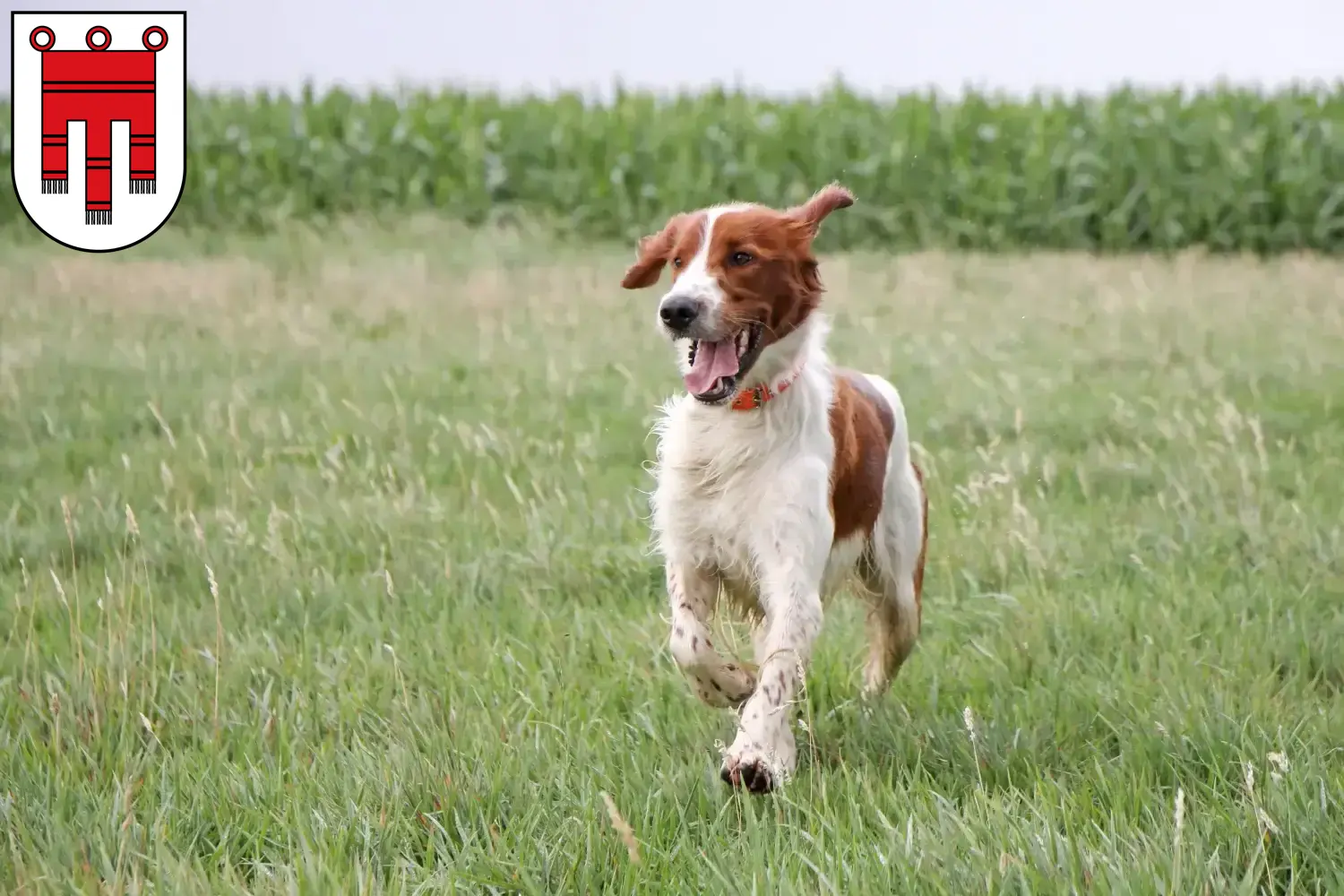 Irish Red and White Setter puppies and breeders Vorarlberg Here you can find Irish Red and White Setter breeders in Vorarlberg.
