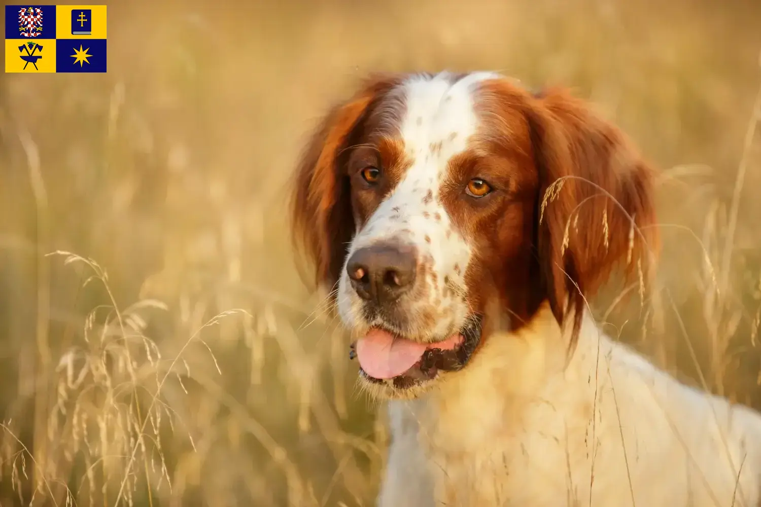 Irish Red and White Setter puppies and breeder Zlín Find here Irish Red and White Setter breeders in Zlín.