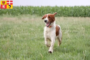 Read more about the article Irish Red and White Setter breeders and puppies in Auvergne-Rhône-Alpes