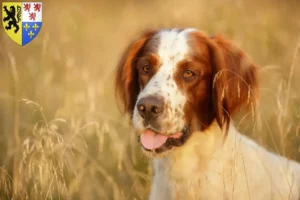 Read more about the article Irish Red and White Setter breeders and puppies in Hauts-de-France
