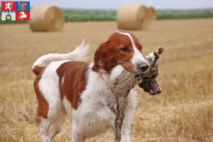 Read more about the article Irish Red and White Setter breeders and puppies in Pardubice