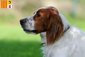 Read more about the article Irish Red and White Setter breeders and puppies in Provence-Alpes-Côte d’Azur