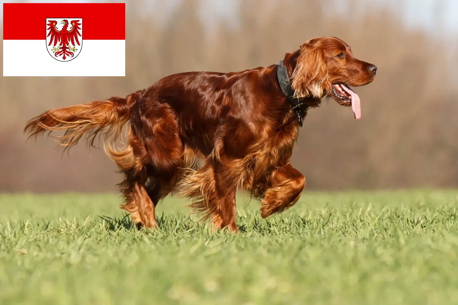 Irish Red Setter puppies and breeders Brandenburg Here you can find Irish Red Setter breeders in Brandenburg.