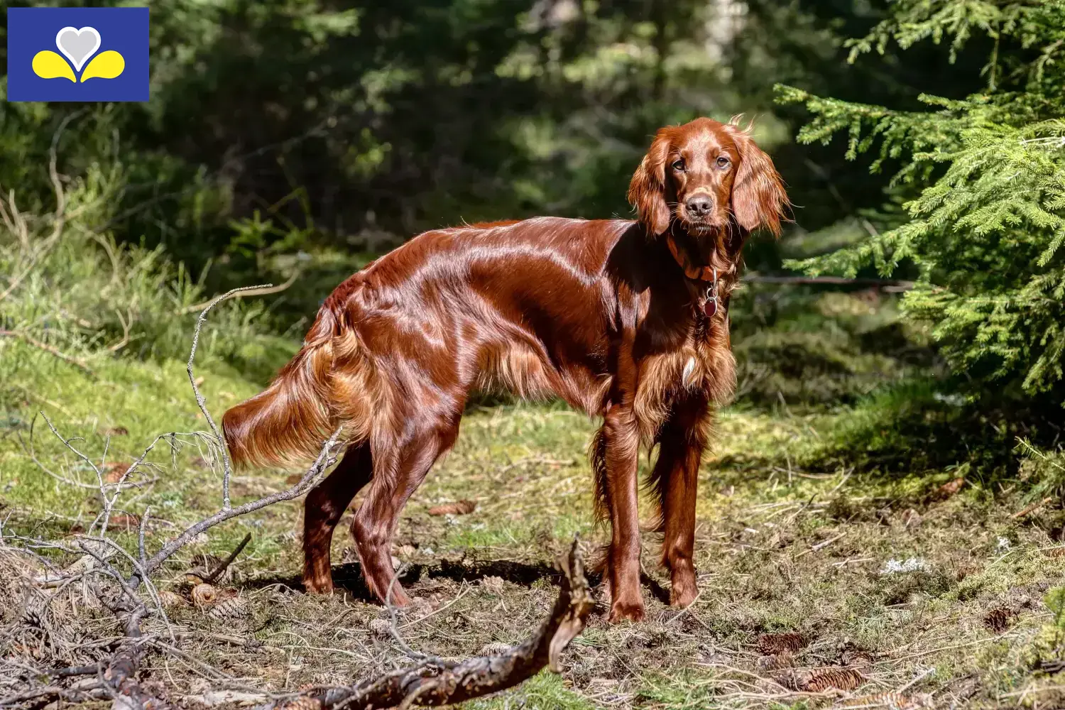 Read more about the article Irish Red Setter breeders and puppies in Brussels-Capital Region