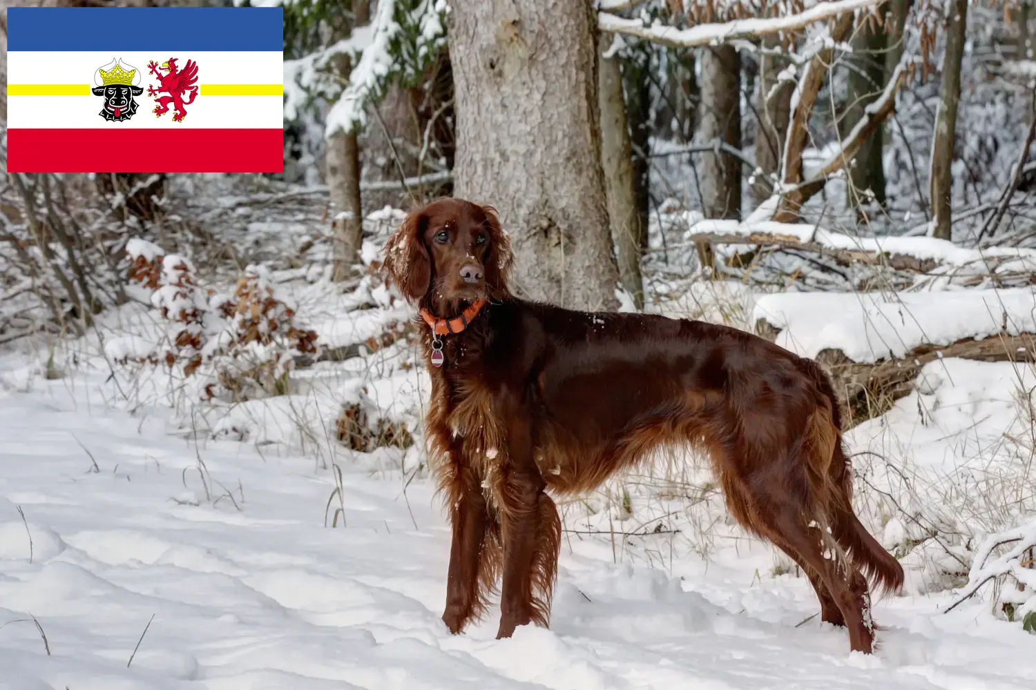 Irish Red Setter puppies and breeders Mecklenburg-Vorpommern Here you can find Irish Red Setter breeders in Mecklenburg-Vorpommern.