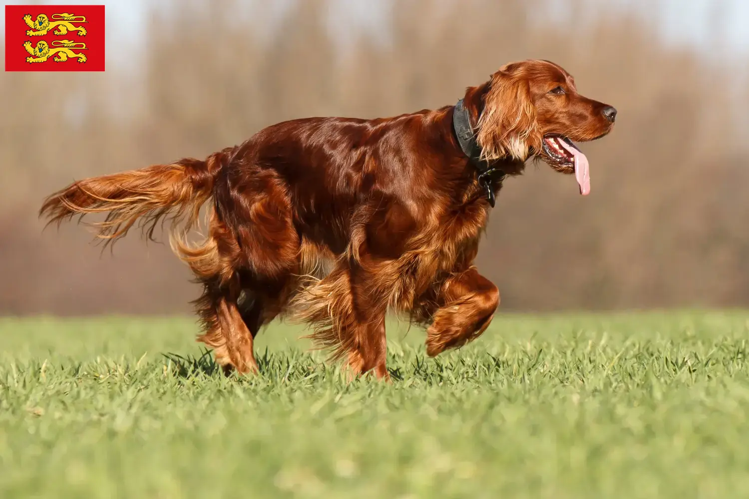 Read more about the article Irish Red Setter breeders and puppies in Normandy