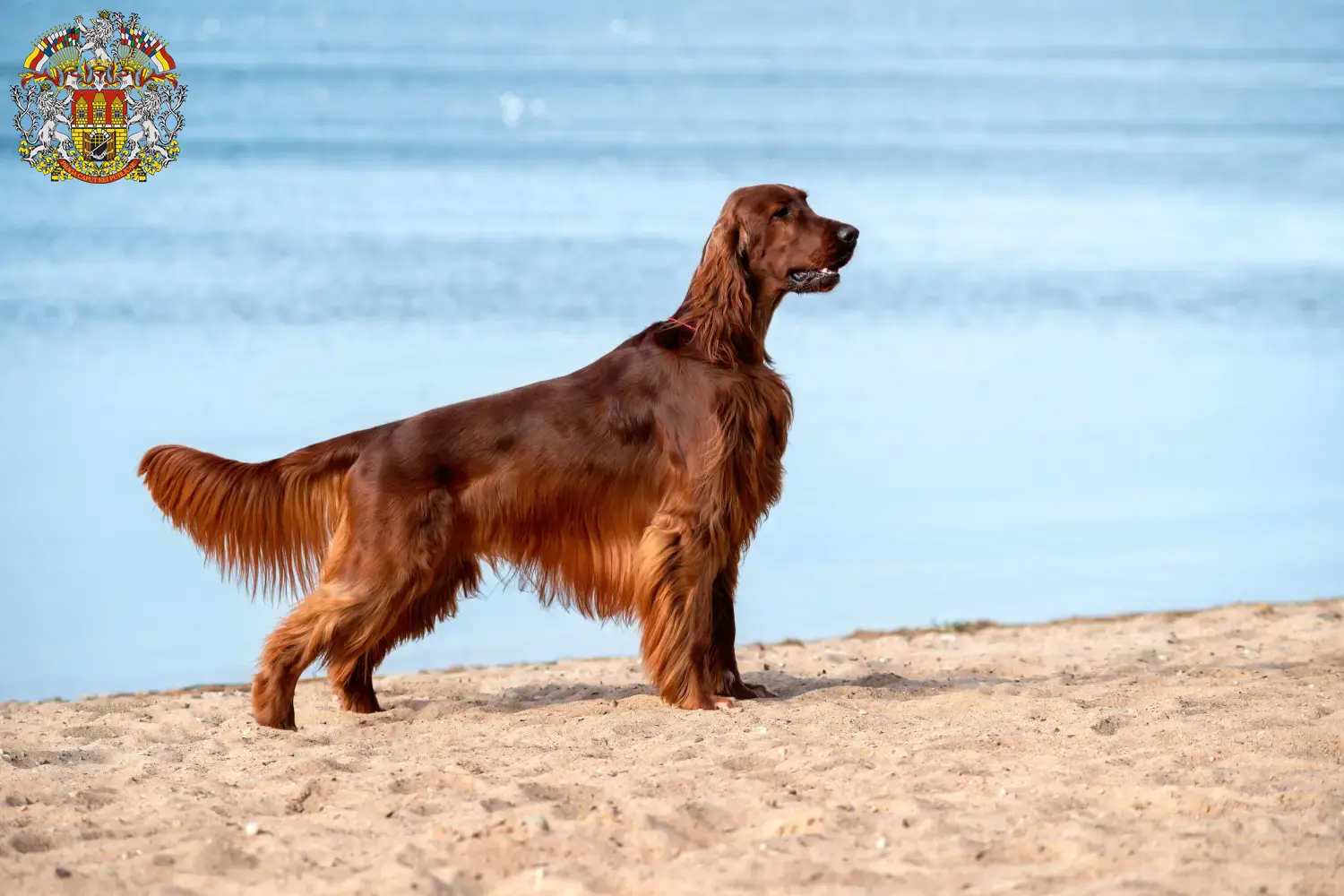 Irish Red Setter puppies and breeders Prague Find here Irish Red Setter breeders in Prague.