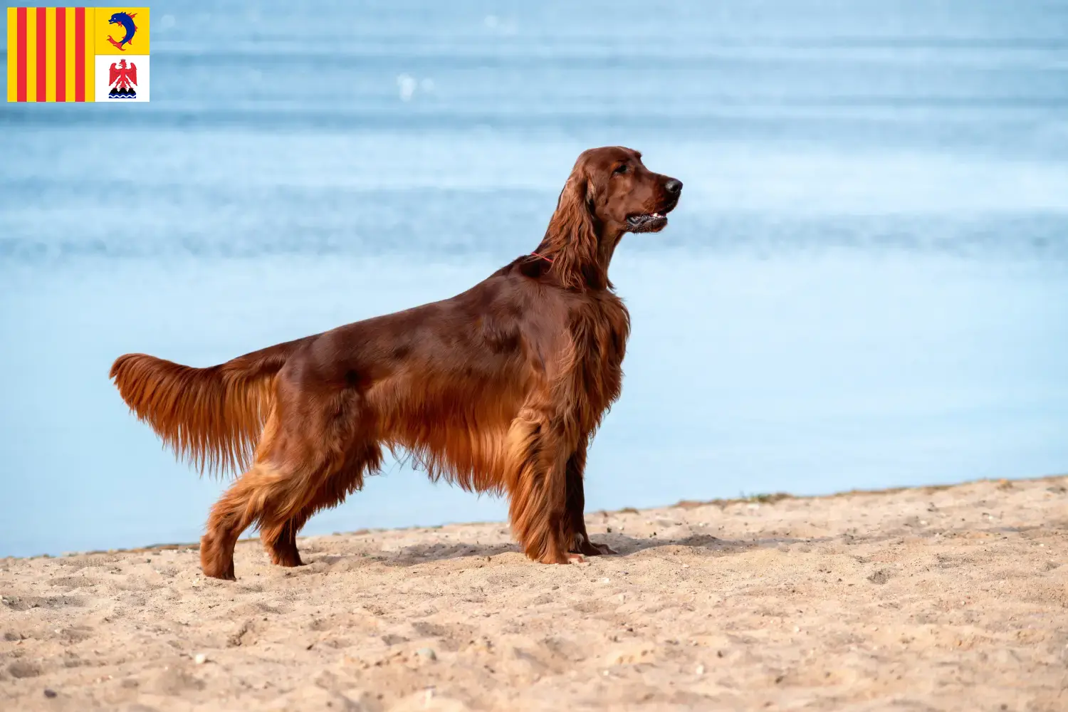 Irish Red Setter puppies and breeders Provence-Alpes-Côte d'Azur Find Irish Red Setter breeders in Provence-Alpes-Côte d'Azur.