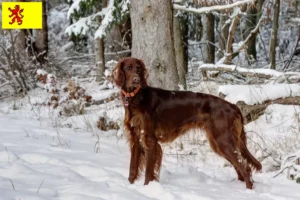 Read more about the article Irish Red Setter breeders and puppies in South Holland
