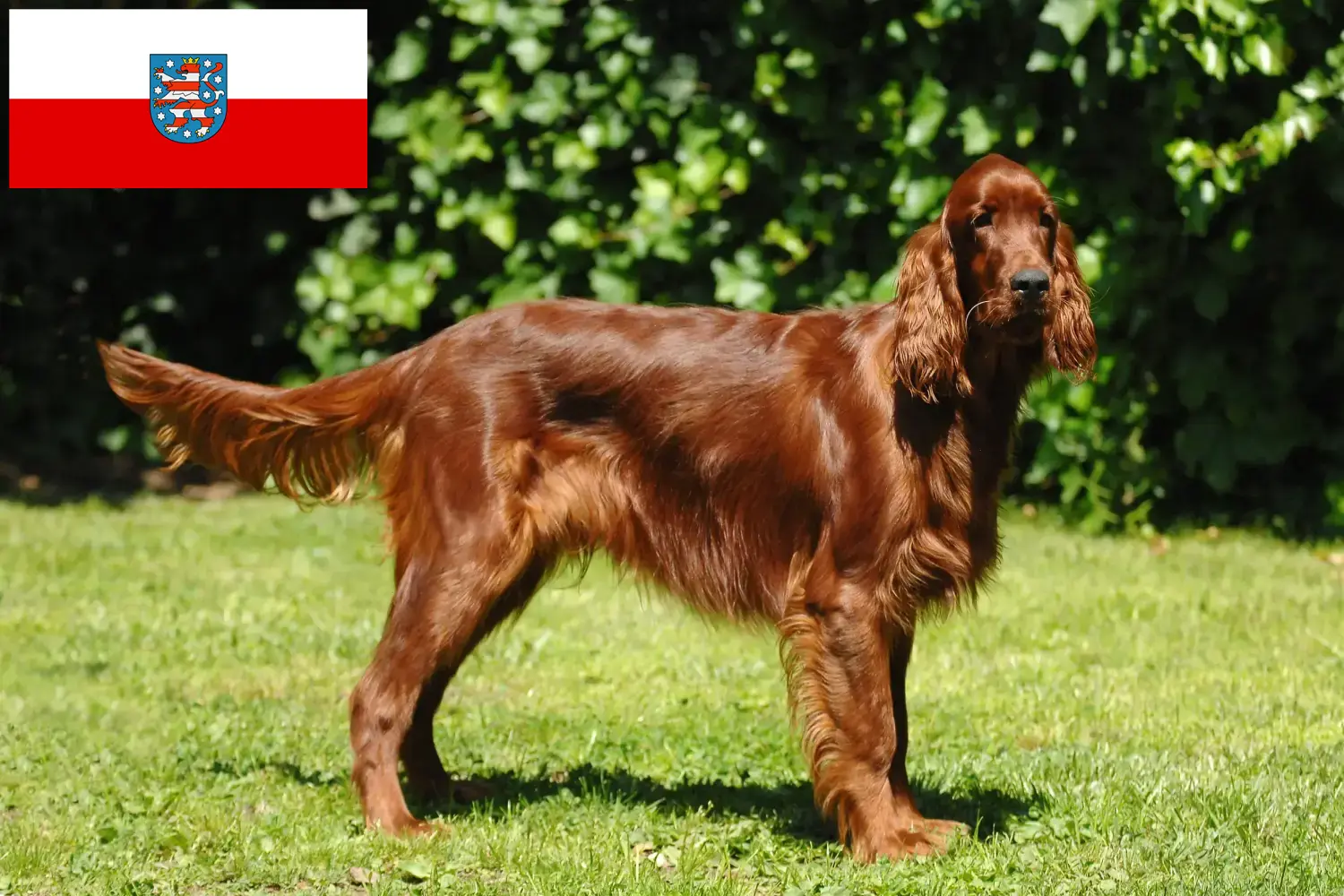 Irish Red Setter puppies and breeders Thuringia Here you can find Irish Red Setter breeders in Thuringia.