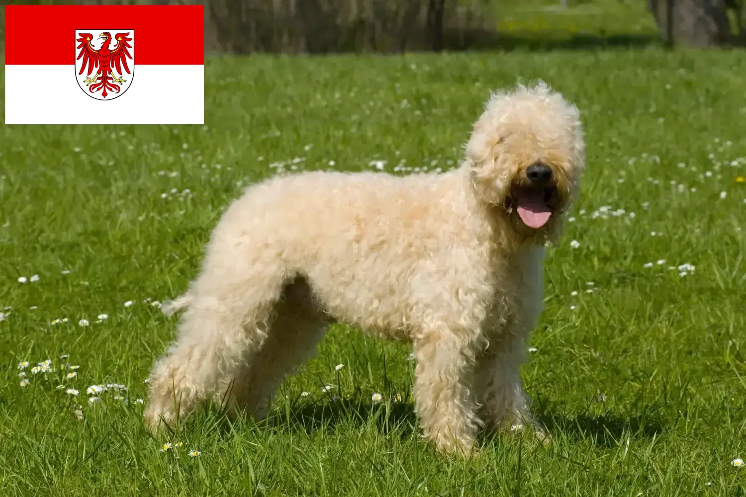 Irish Soft Coated Wheaten Terrier puppies and breeders Brandenburg Find here Irish Soft Coated Wheaten Terrier breeders in Brandenburg.