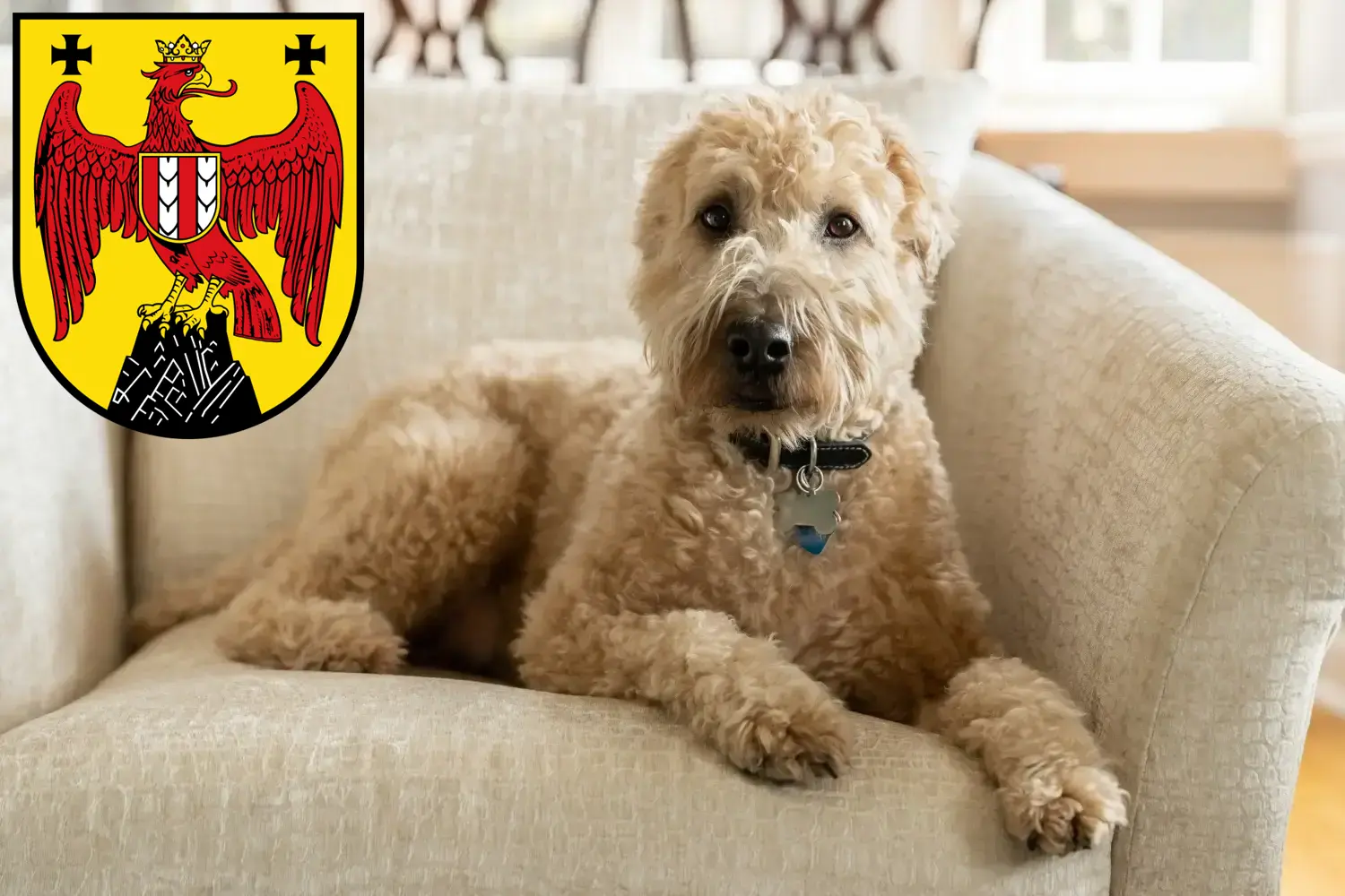 Irish Soft Coated Wheaten Terrier puppies and breeders Burgenland Here you can find Irish Soft Coated Wheaten Terrier breeders im Burgenland.