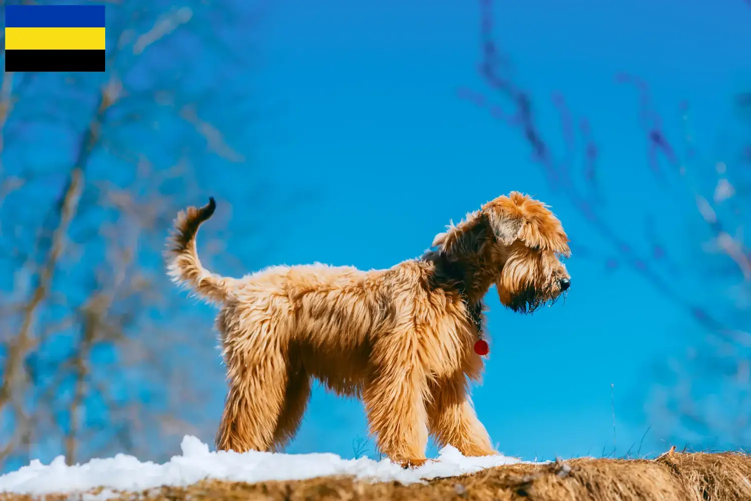 Irish Soft Coated Wheaten Terrier puppies and breeders Gelderland Find here Irish Soft Coated Wheaten Terrier breeders in Gelderland.