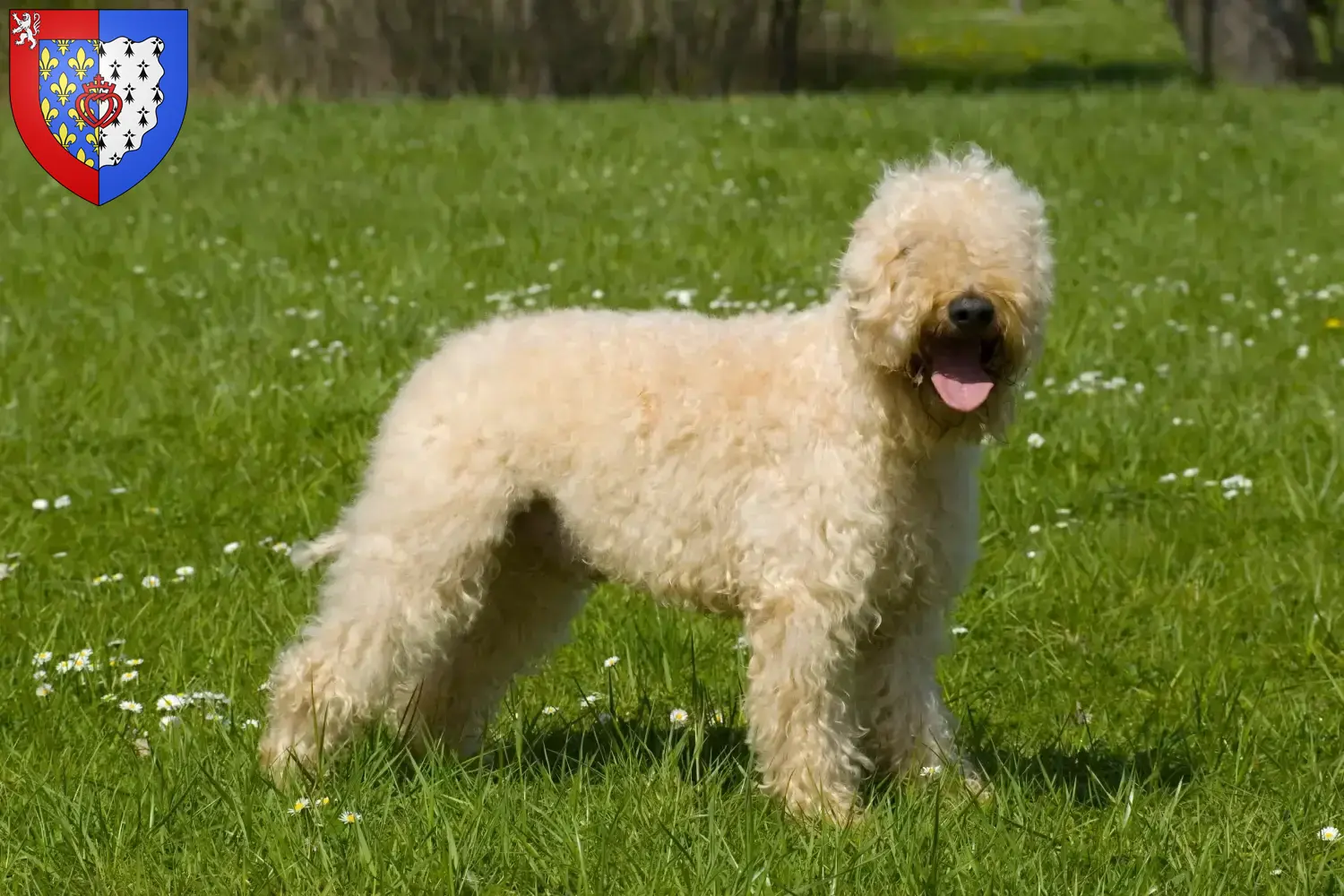 Irish Soft Coated Wheaten Terrier puppies and breeders Pays de la Loire Find here Irish Soft Coated Wheaten Terrier breeders in Pays de la Loire.