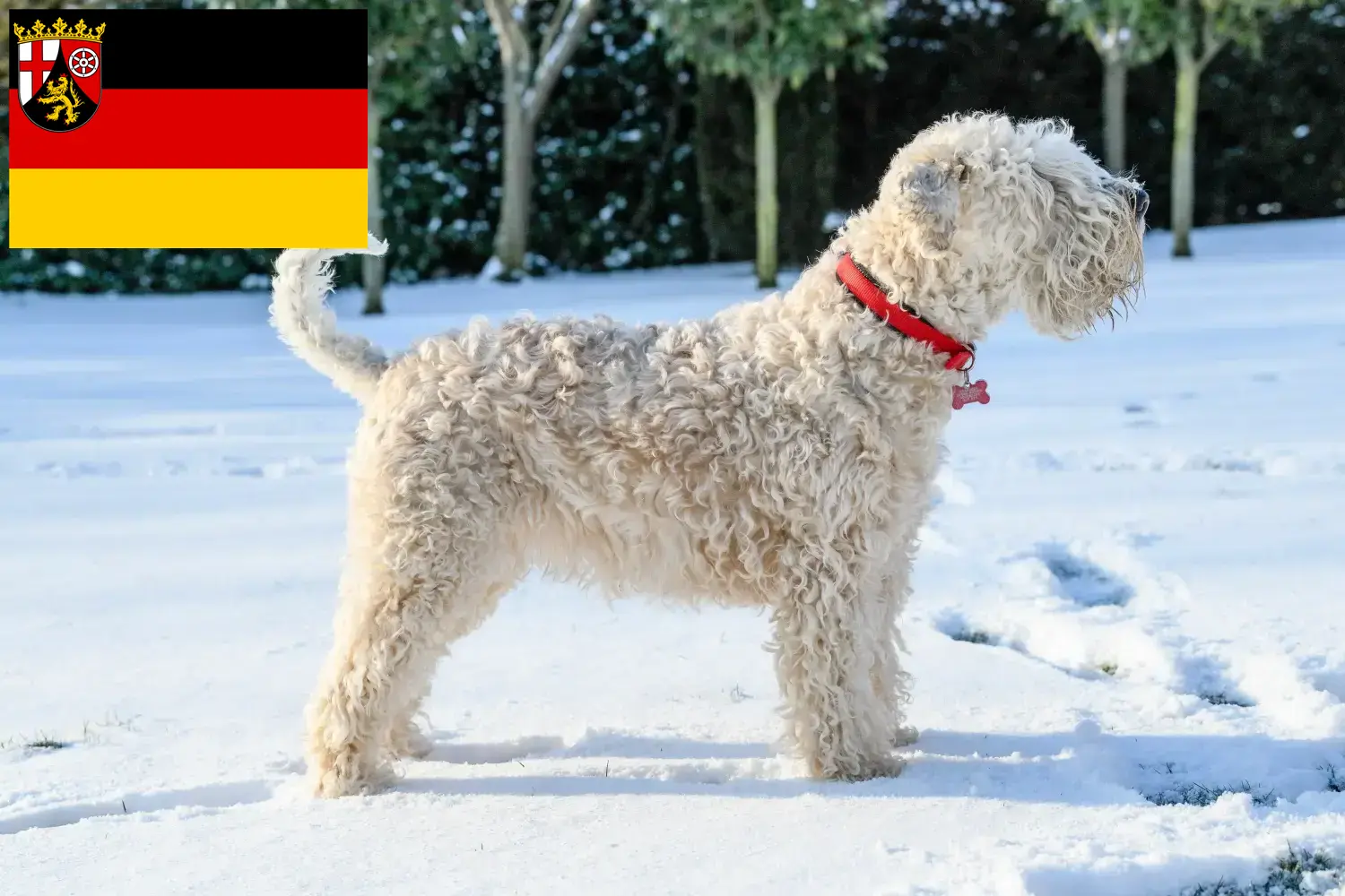 Irish Soft Coated Wheaten Terrier puppies and breeders Rhineland-Palatinate Find here Irish Soft Coated Wheaten Terrier breeders in Rhineland-Palatinate.