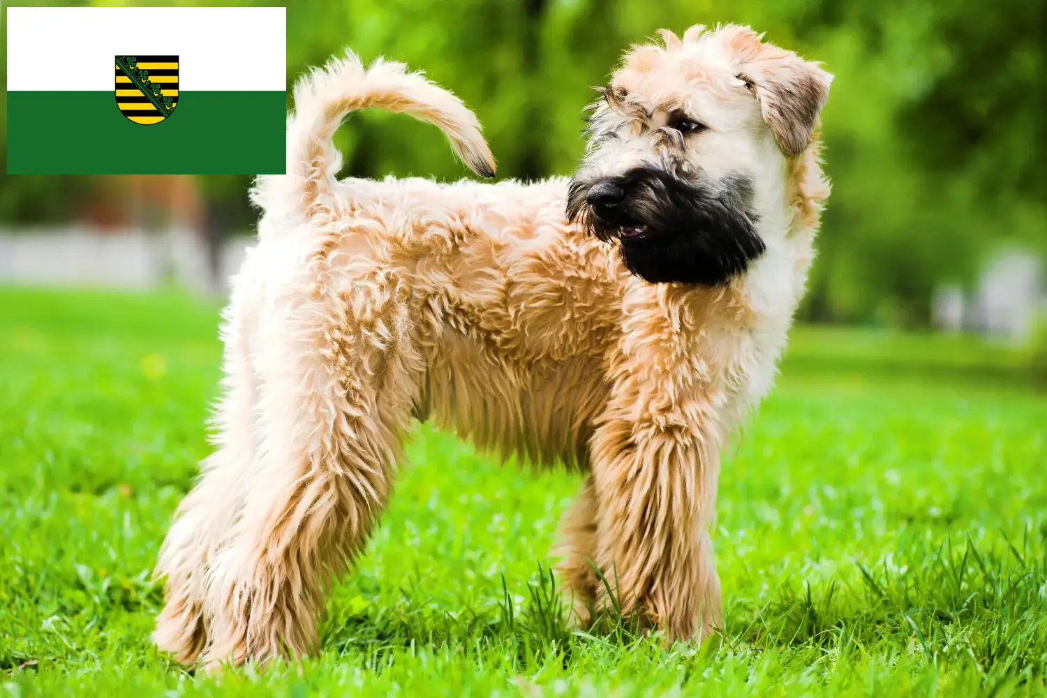 Irish Soft Coated Wheaten Terrier puppies and breeders Saxony Find here Irish Soft Coated Wheaten Terrier breeders in Saxony.