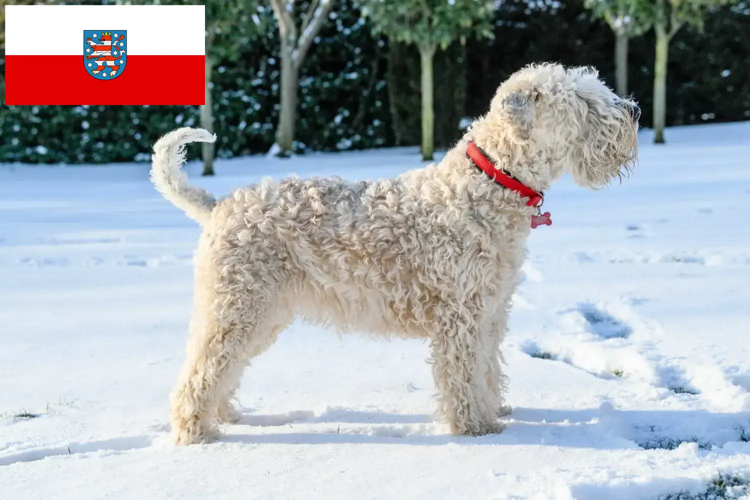 Irish Soft Coated Wheaten Terrier puppies and breeders Thuringia Here you can find Irish Soft Coated Wheaten Terrier breeders in Thuringia.