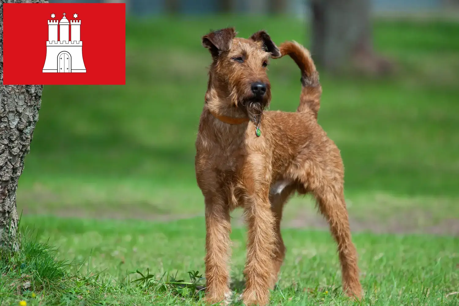 Irish Terrier puppies and breeders Hamburg Find Irish Terrier breeders in Hamburg here.
