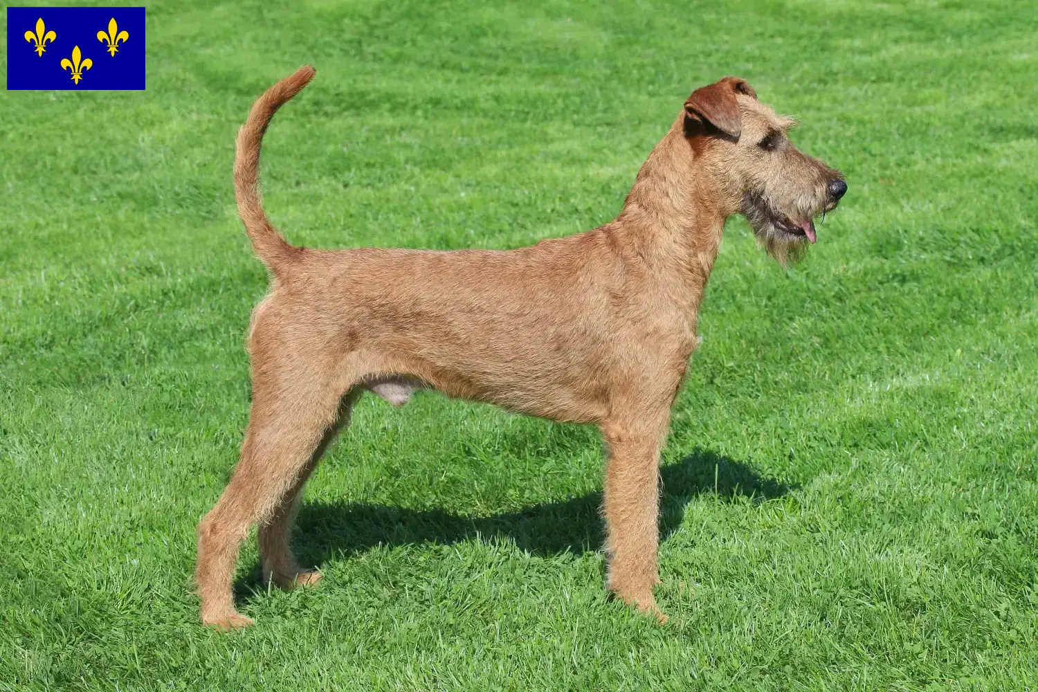 Irish Terrier puppies and breeders Île-de-France Find Irish Terrier breeders in Île-de-France here.
