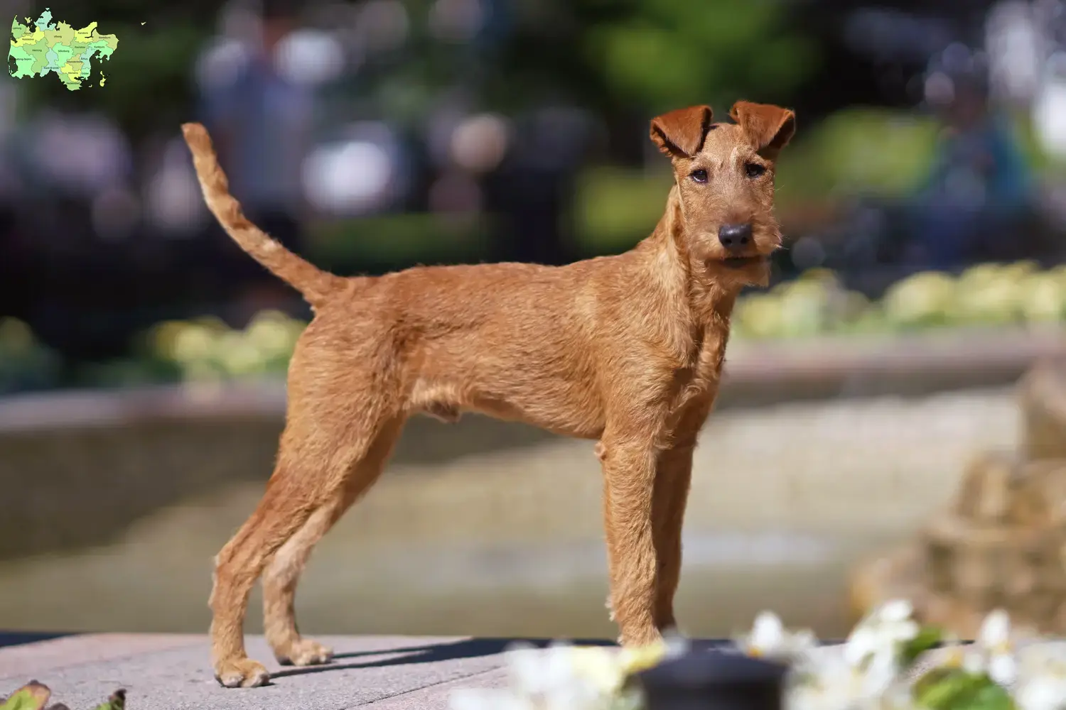 Irish Terrier puppies and breeder Midtjylland Find Irish Terrier breeders in Midtjylland here.