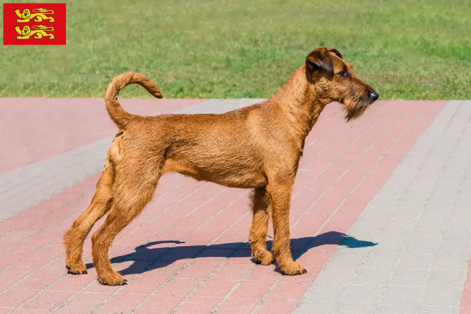 Irish Terrier puppies and breeders Normandy Find Irish Terrier breeders in Normandy.
