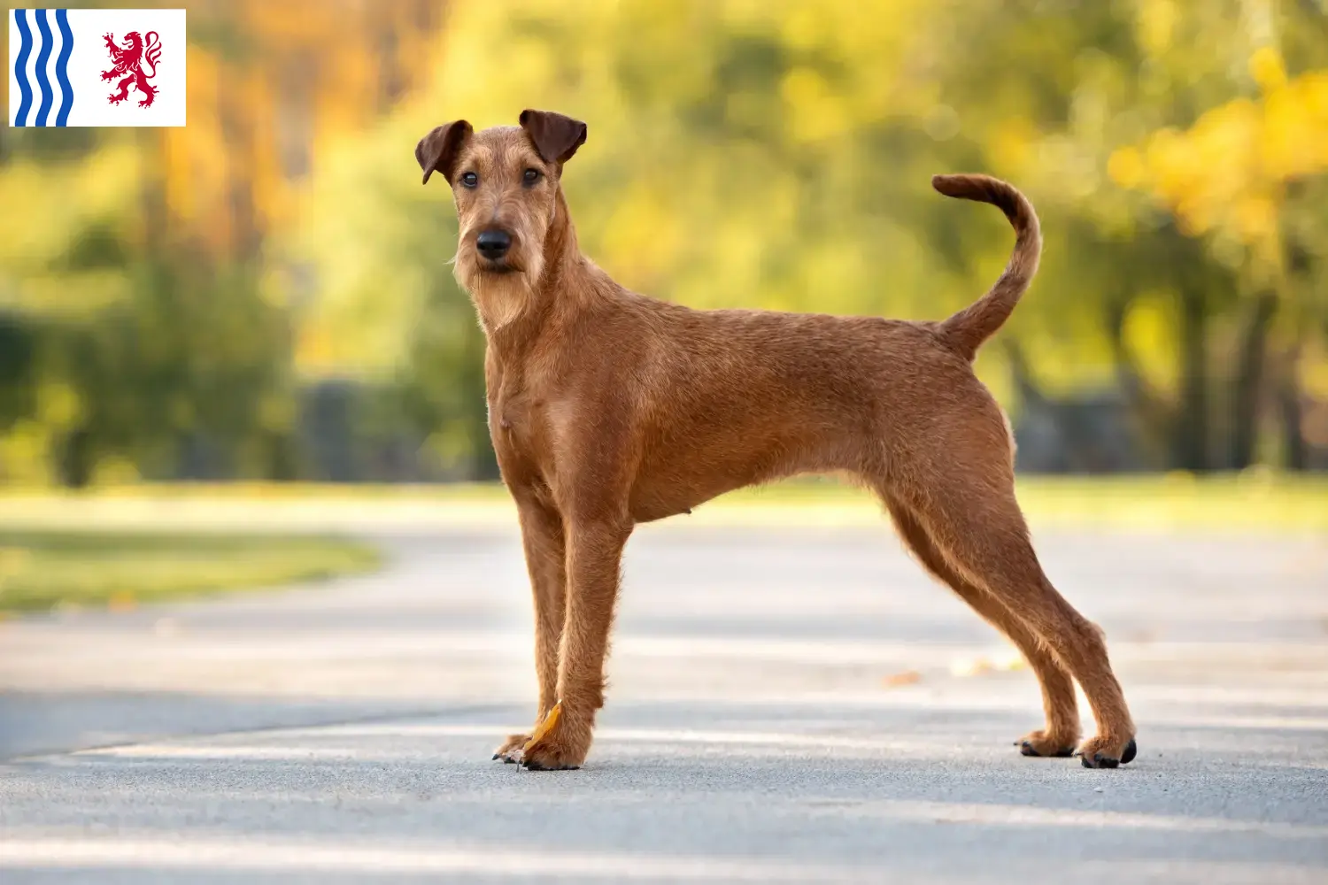 Irish Terrier puppies and breeder Nouvelle-Aquitaine Find Irish Terrier breeders in Nouvelle-Aquitaine here.