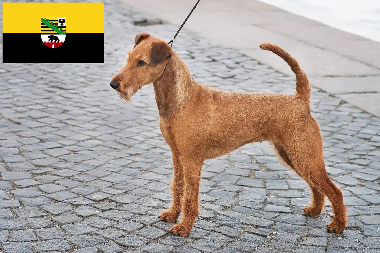 Irish Terrier puppies and breeders Saxony-Anhalt Here you can find Irish Terrier breeders in Saxony-Anhalt.