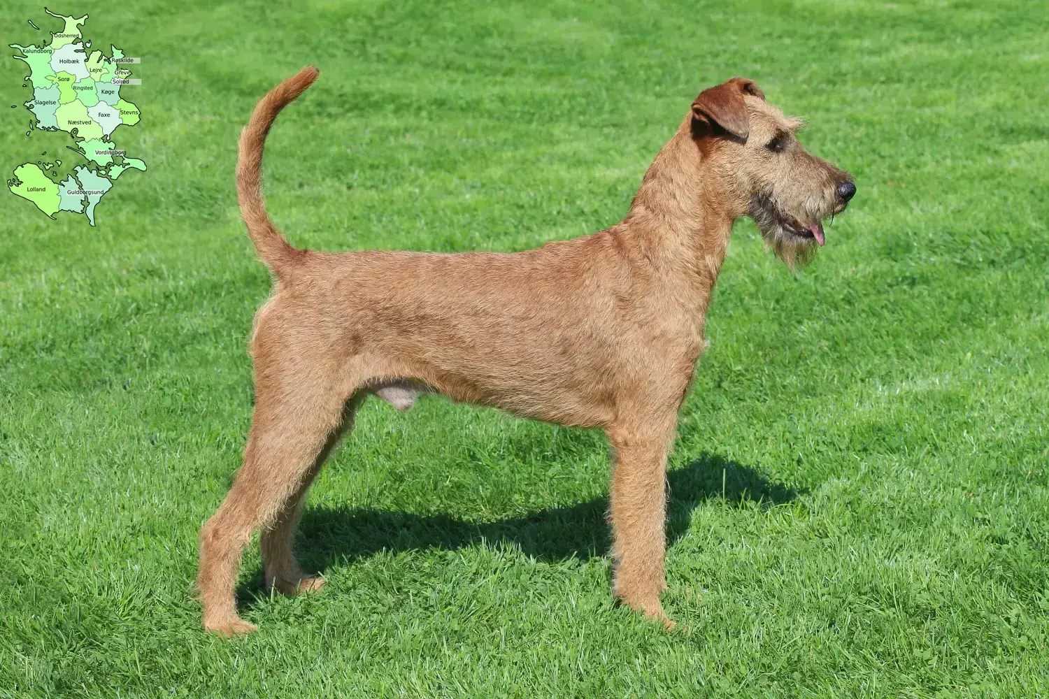 Irish Terrier puppies and breeder Sjælland Find Irish Terrier breeders in Sjælland.