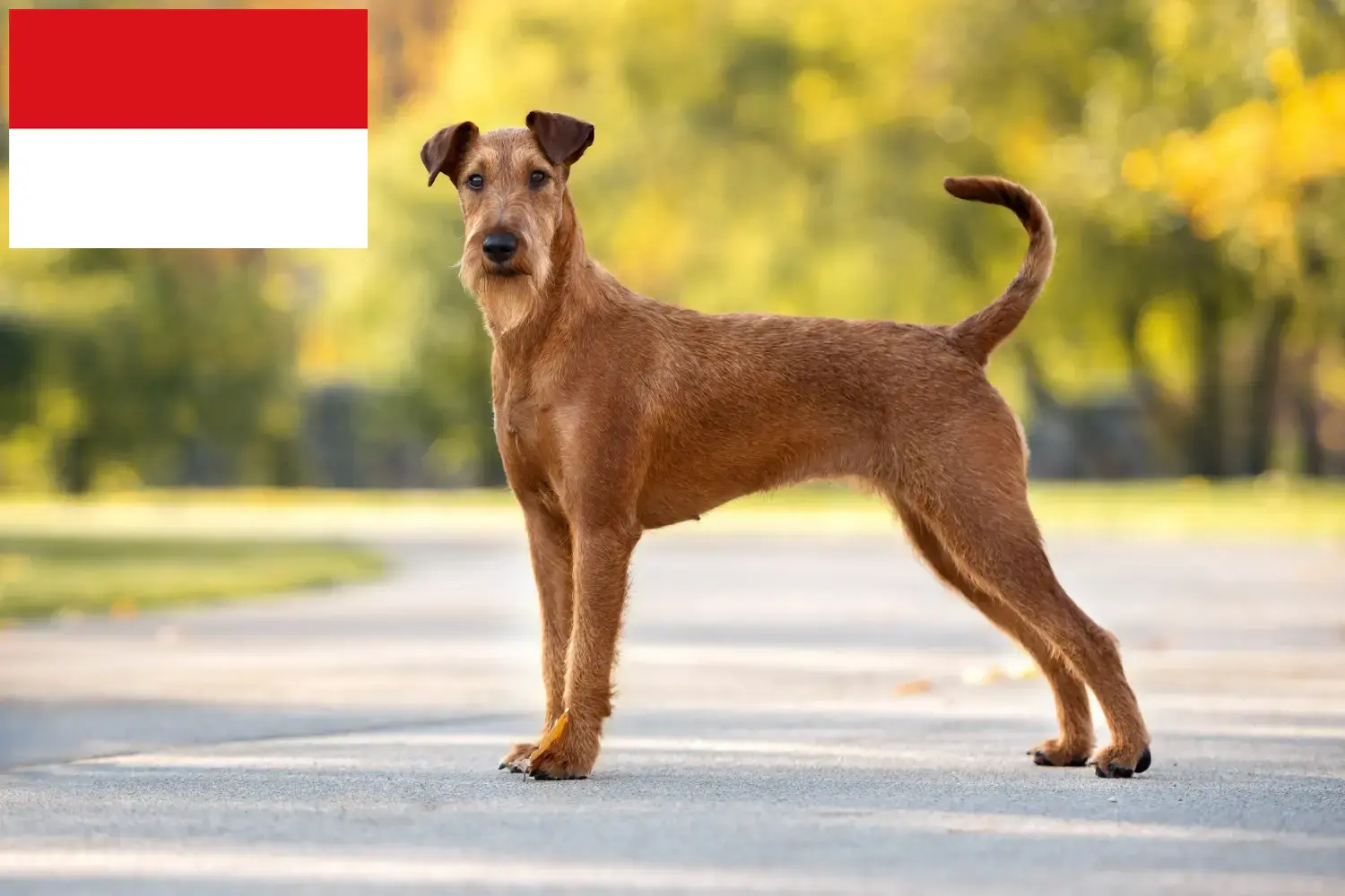 Irish Terrier puppies and breeders Vienna Find Irish Terrier breeders in Vienna here.