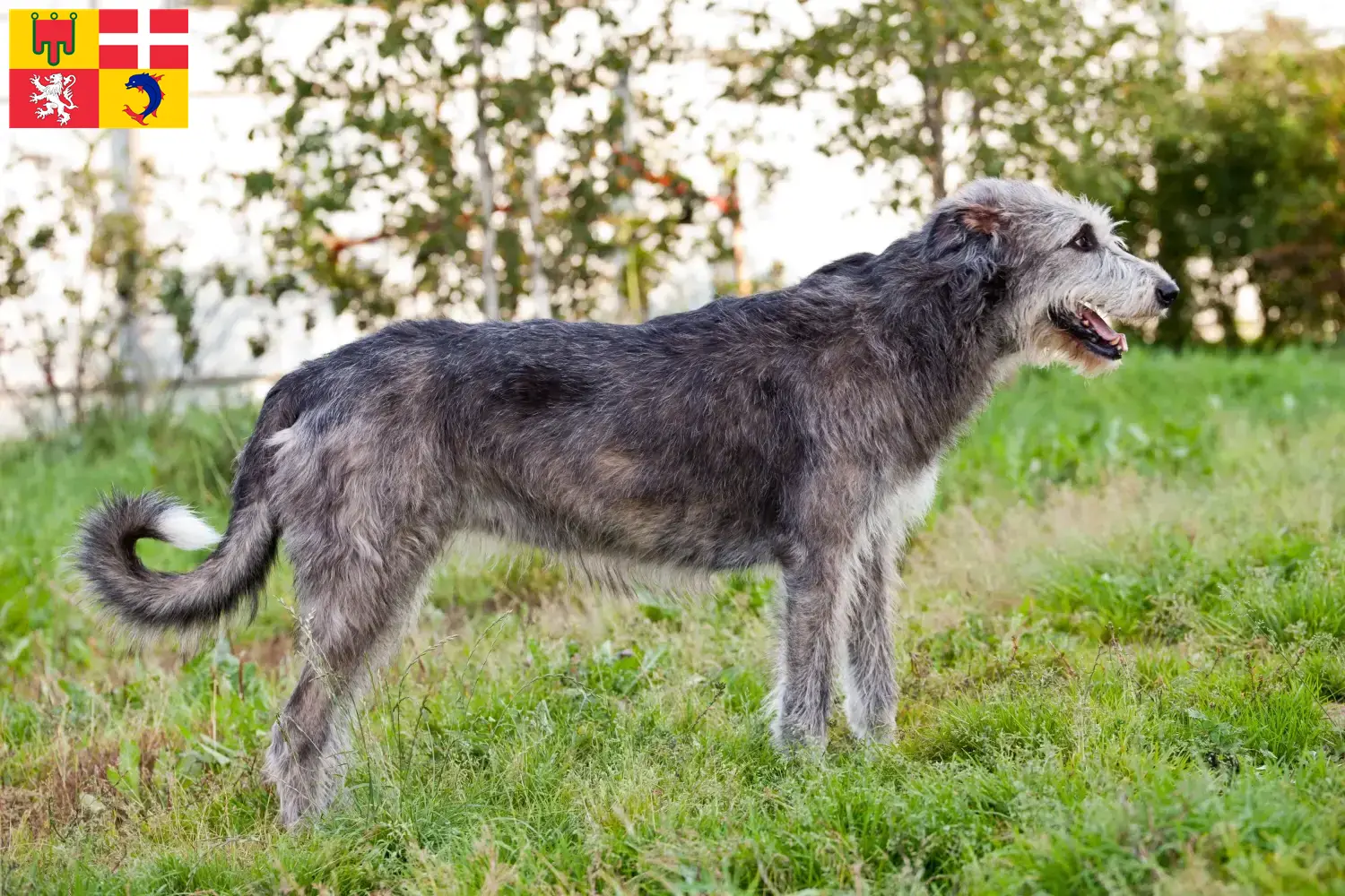 Irish Wolfhound puppies and breeders Auvergne-Rhône-Alpes Find Irish Wolfhounds breeders in Auvergne-Rhône-Alpes.
