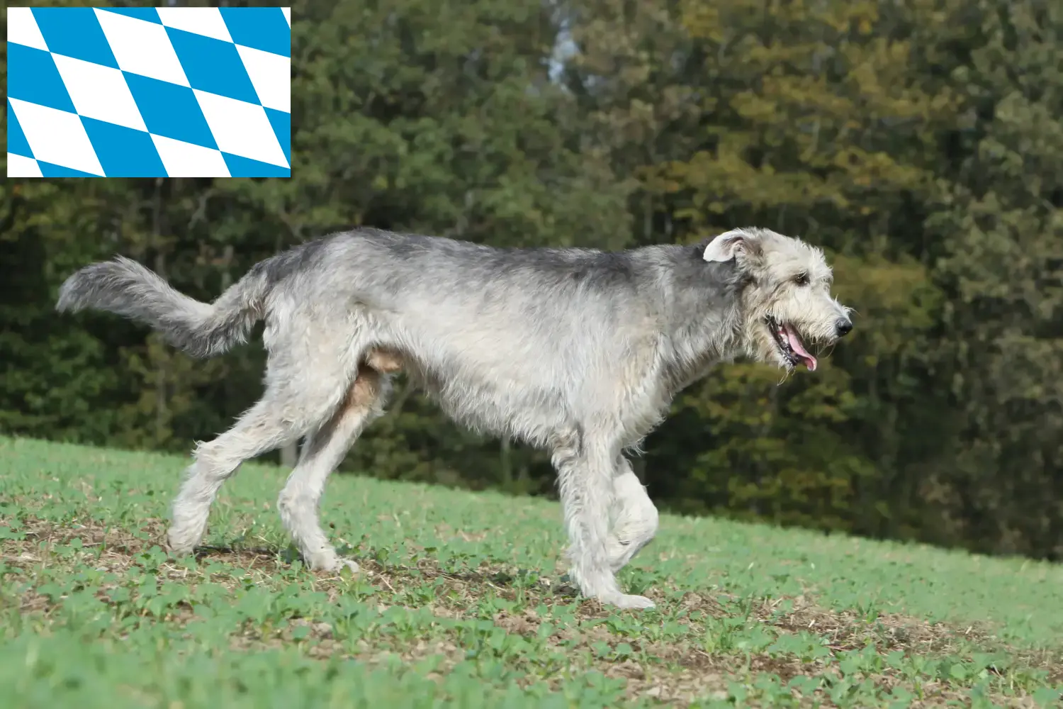 Irish Wolfhound puppies and breeders Bavaria Here you can find Irish Wolfhounds breeders in Bavaria.