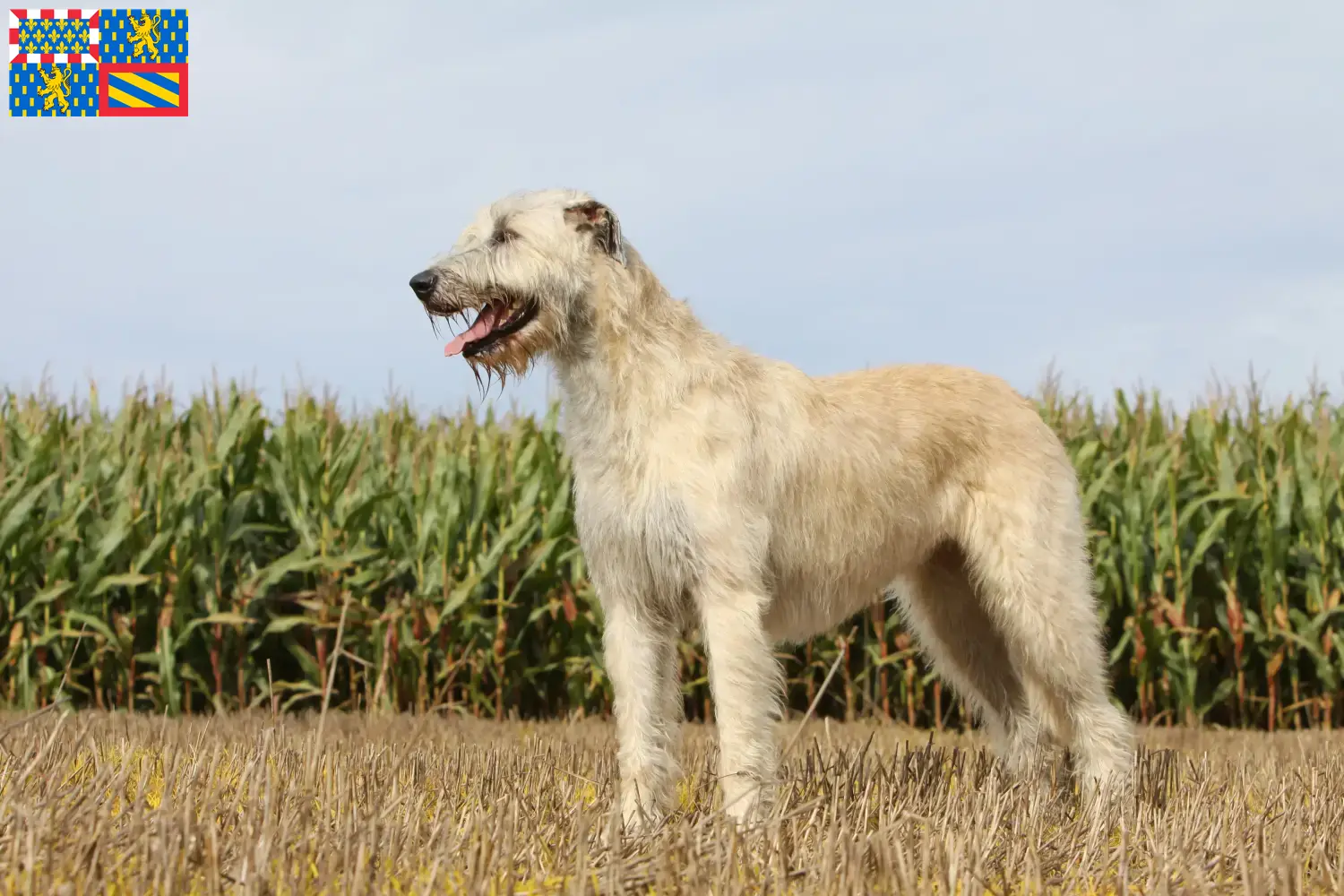 Irish Wolfhound puppies and breeders Bourgogne-Franche-Comté Find Irish Wolfhounds breeders in Bourgogne-Franche-Comté.