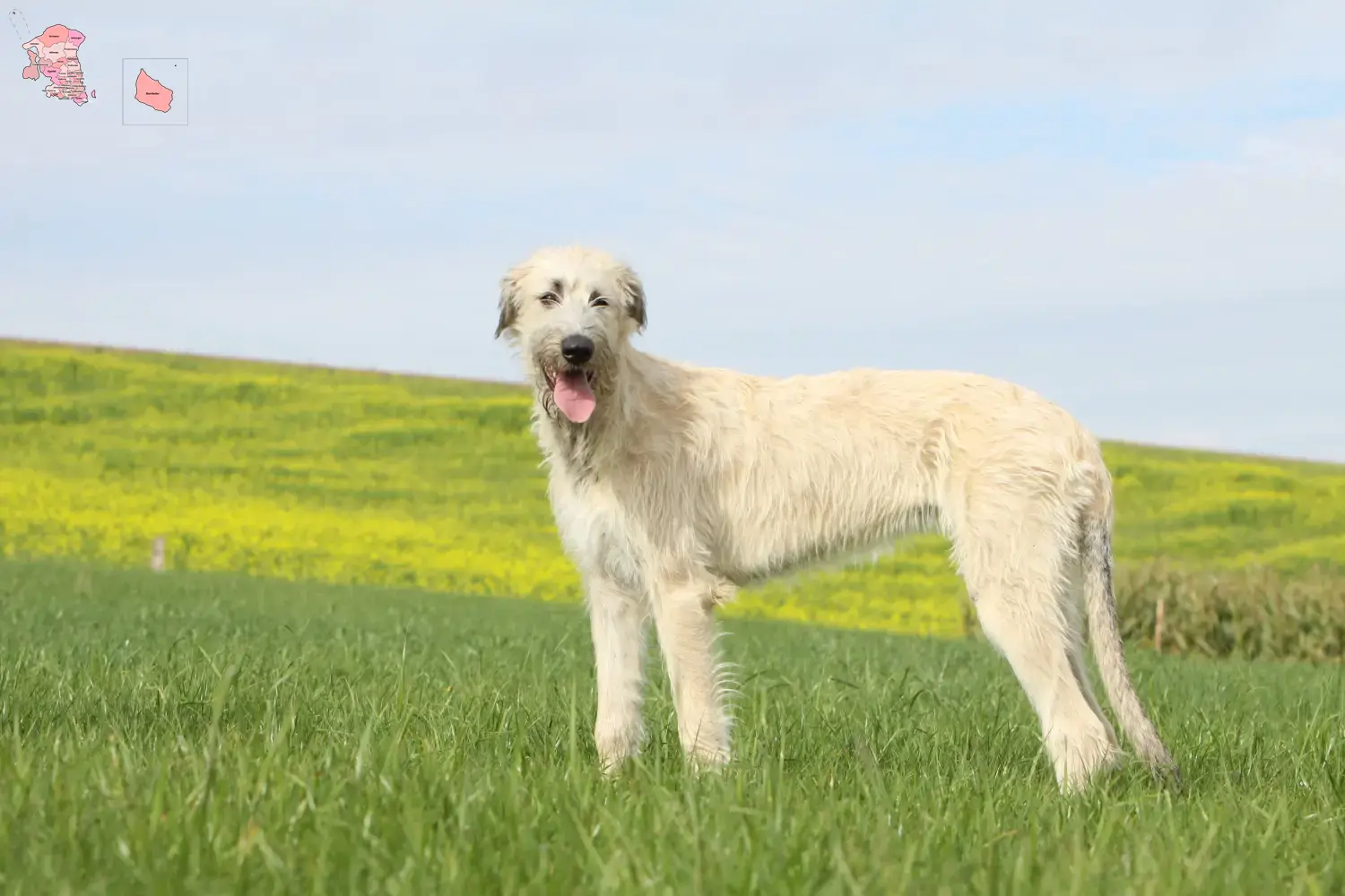 Irish Wolfhound puppies and breeder Hovedstaden Find Irish Wolfhounds breeders in Hovedstaden here.