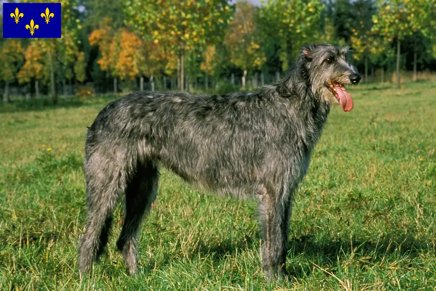 Irish Wolfhound puppies and breeders Île-de-France Find Irish Wolfhounds breeders in Île-de-France.