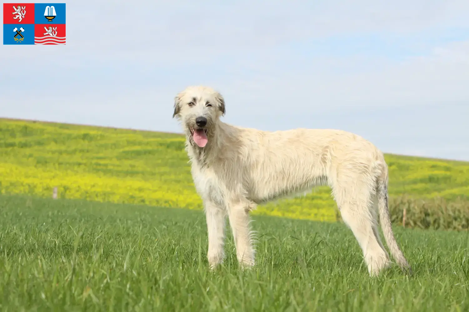 Irish Wolfhound puppies and breeders Karlsbad Find Irish Wolfhounds breeders in Karlsbad here.