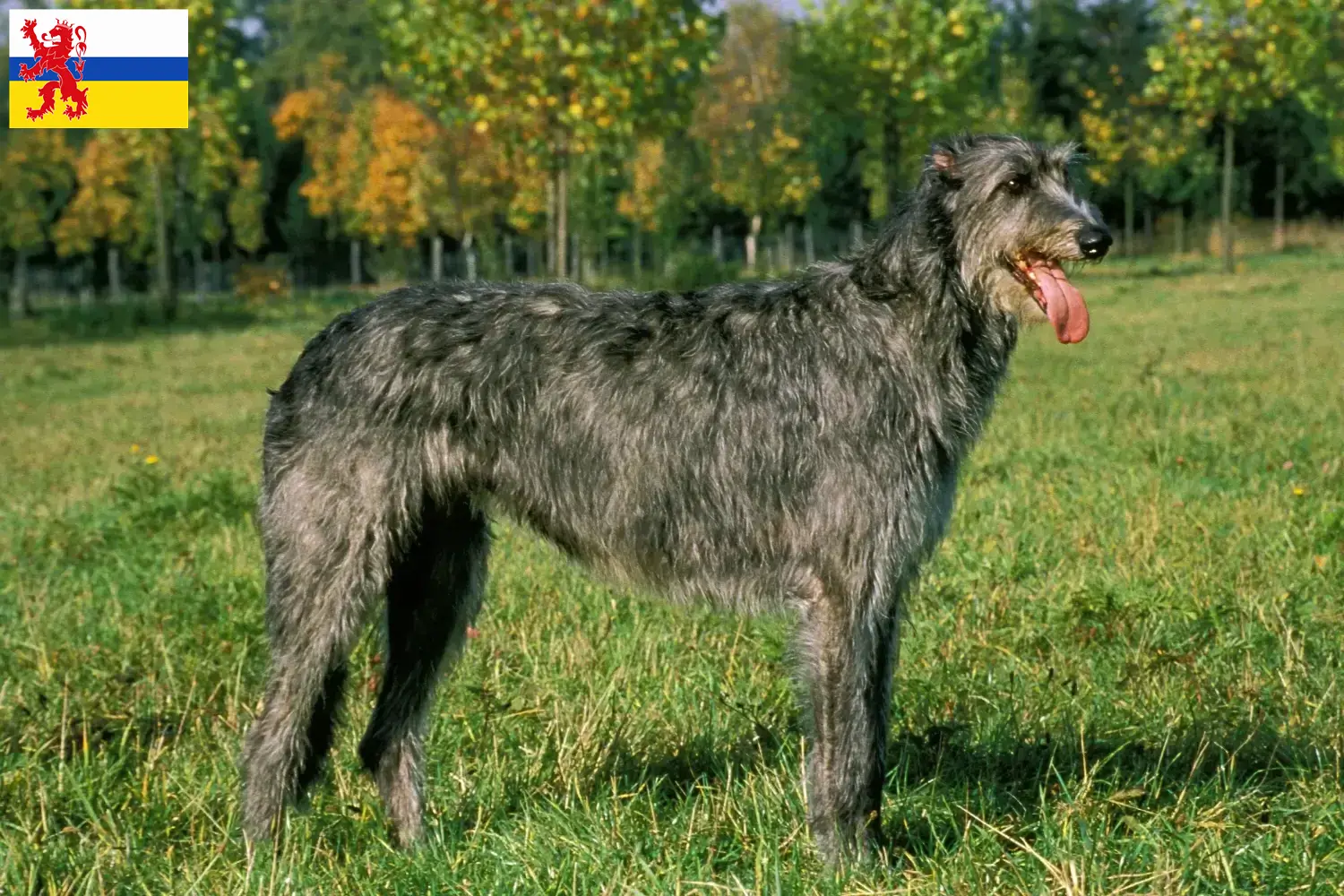 Irish Wolfhound puppies and breeders Limburg Find Irish Wolfhounds breeders in Limburg here.