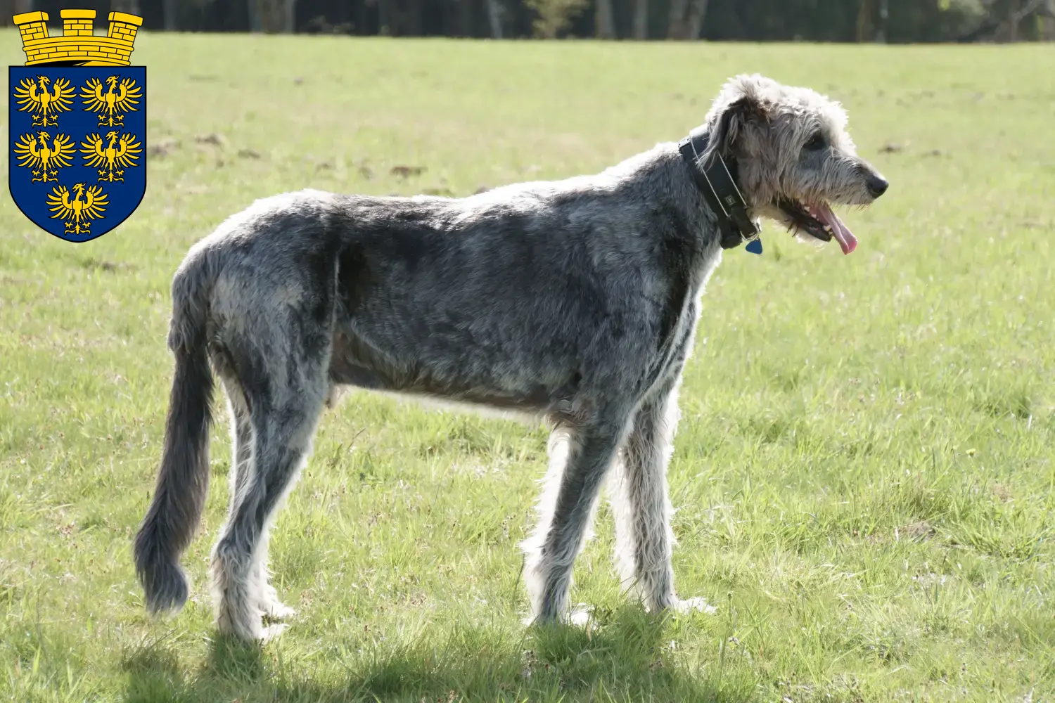 Irish Wolfhound puppies and breeders Lower Austria Here you can find Irish Wolfhound breeders in Lower Austria.