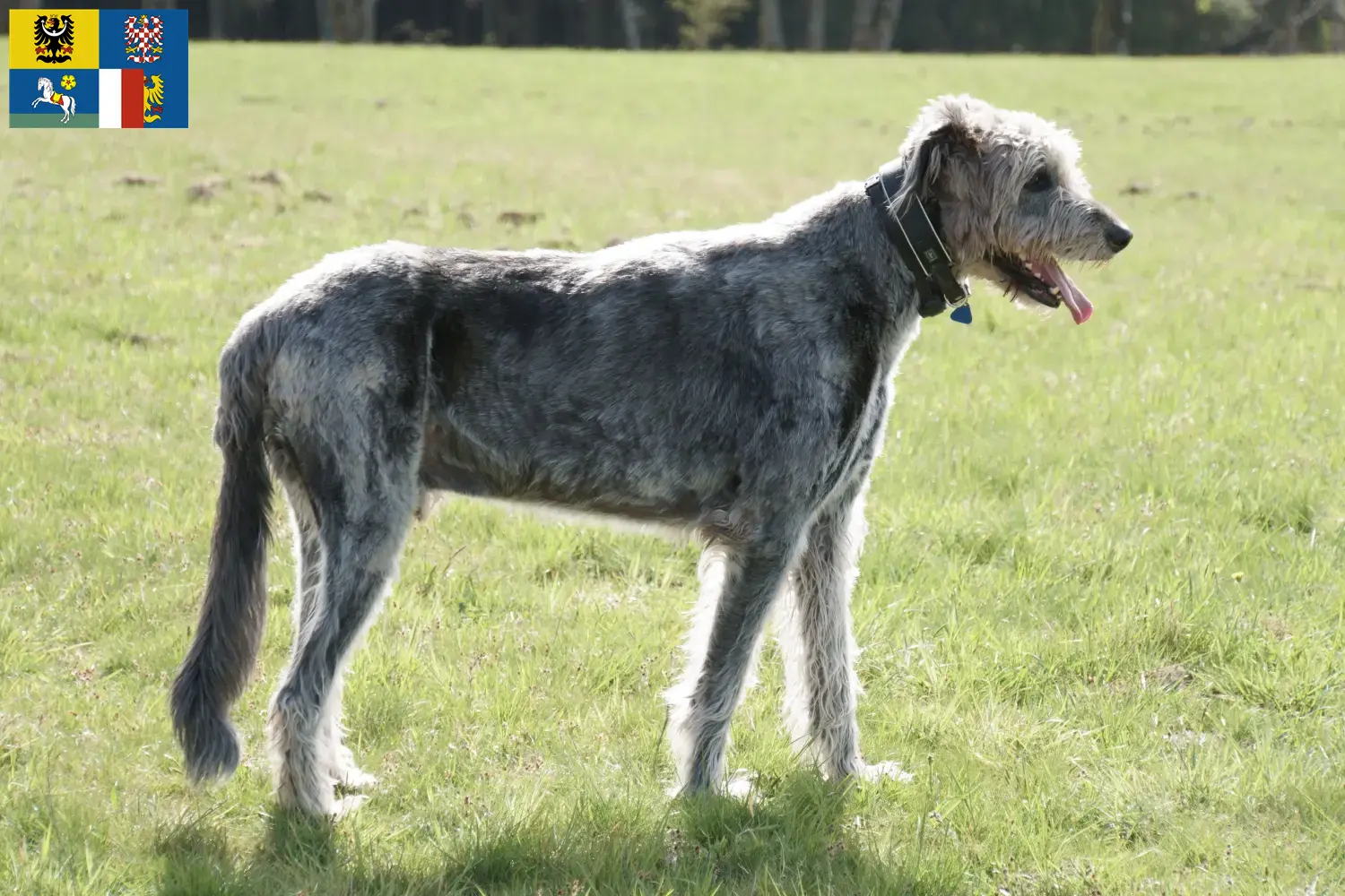 Irish Wolfhound puppies and breeders Moravia-Silesia Here you will find Irish Wolfhound breeders in Moravia-Silesia.