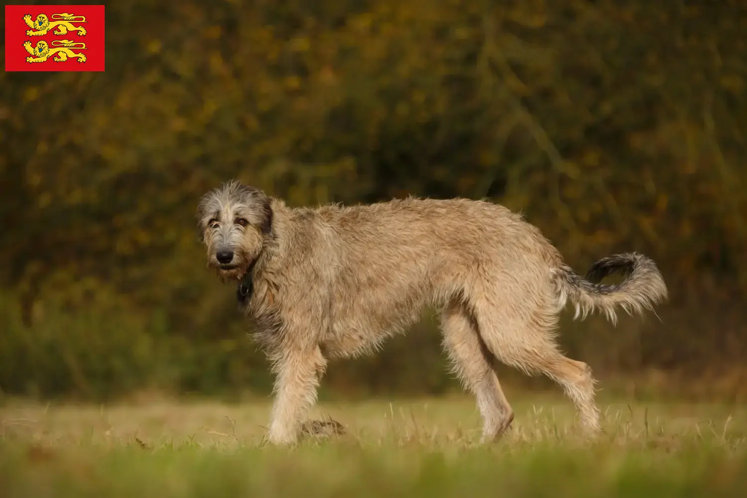 Irish Wolfhound puppies and breeders Normandy Find Irish Wolfhounds breeders in Normandy.