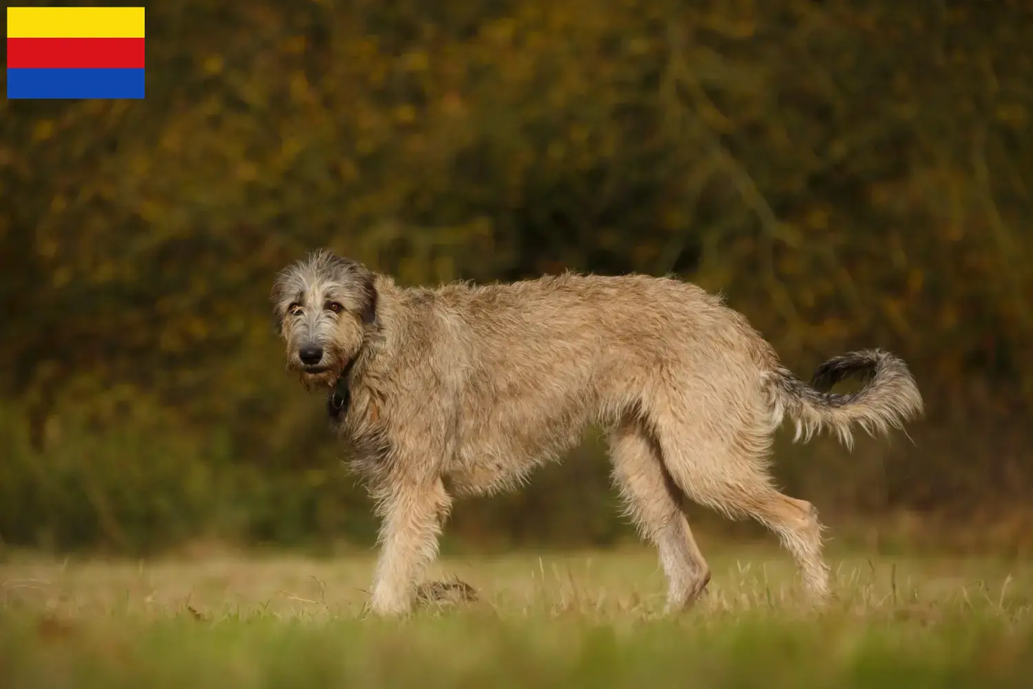 Irish Wolfhound puppies and breeders North Holland Find Irish Wolfhounds breeders in North Holland.