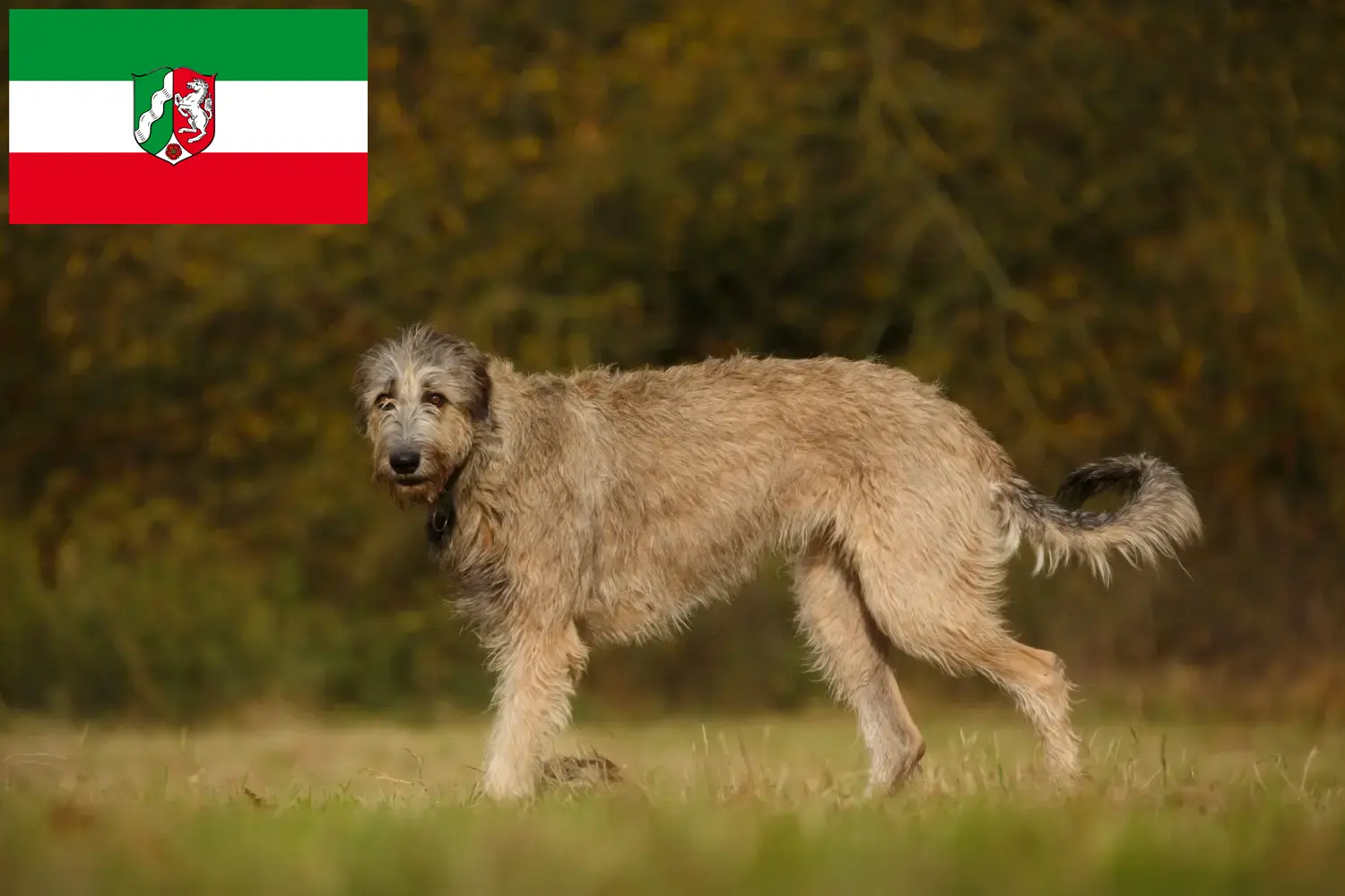 Irish Wolfhound puppies and breeders North Rhine-Westphalia Here you will find Irish Wolfhound breeders in North Rhine-Westphalia.