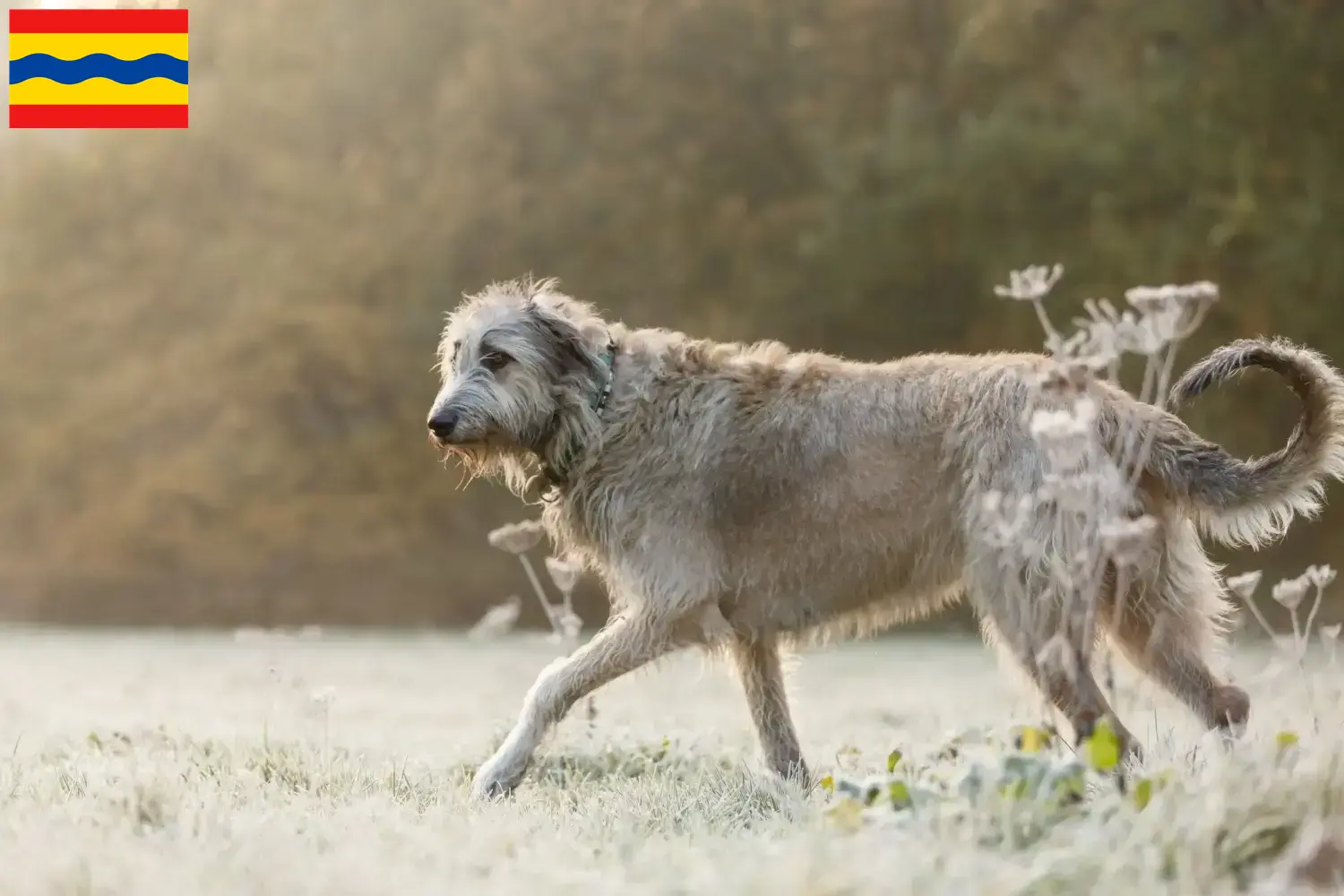 Irish Wolfhound puppies and breeders Overijssel Find Irish Wolfhounds breeders in Overijssel.