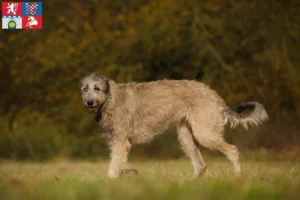Read more about the article Irish Wolfhound breeders and puppies in Pardubice