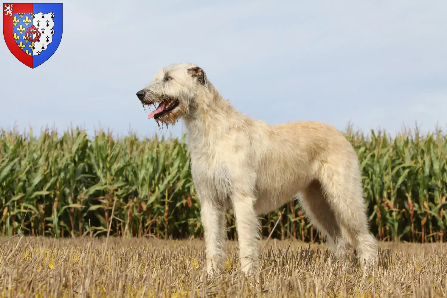 Irish Wolfhound puppies and breeders Pays de la Loire Find Irish Wolfhounds breeders in Pays de la Loire.