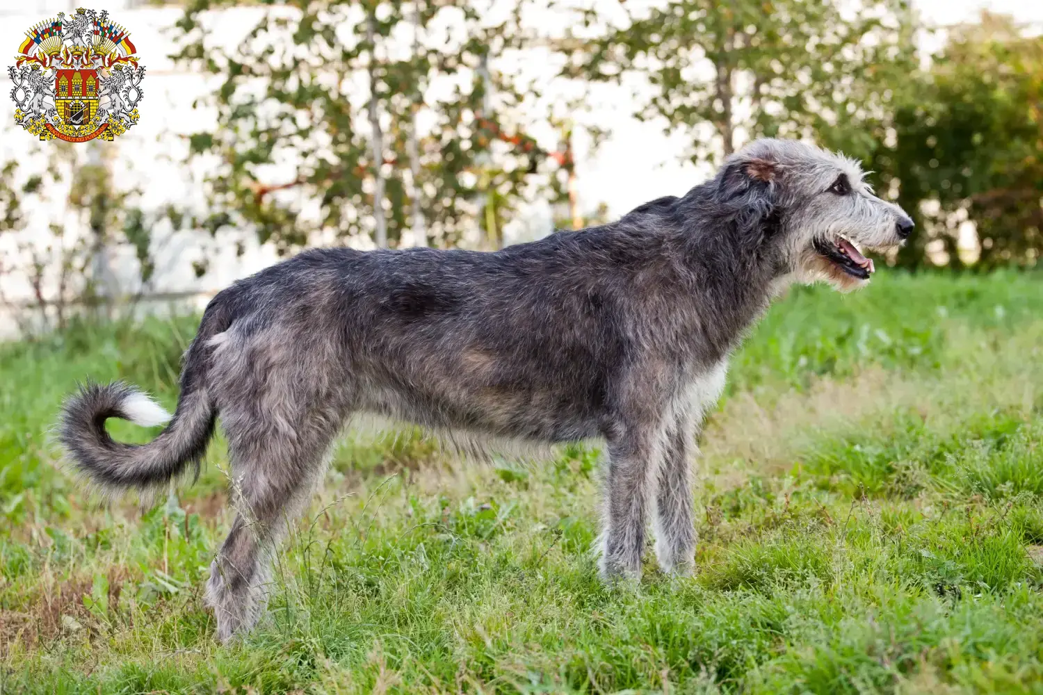 Irish Wolfhound puppies and breeders Prague Find Irish Wolfhounds breeders in Prague here.
