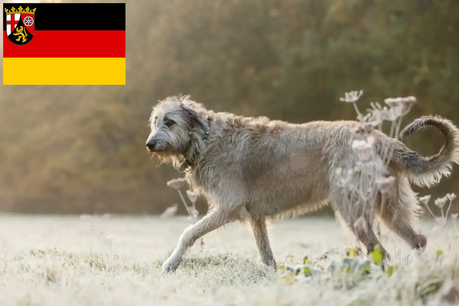 Irish Wolfhound puppies and breeders Rhineland-Palatinate Here you will find Irish Wolfhound breeders in Rhineland-Palatinate.